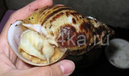 Почему ахатина прячется в раковину. Что делать в разных ситуациях