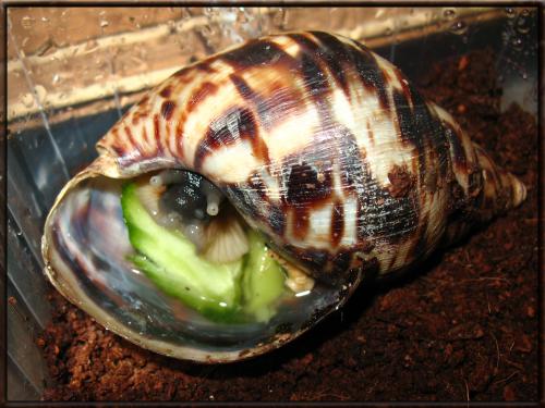 Улитка затвердела. Как умирают улитки