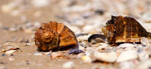 Нужно ли чистить замороженные рапаны. Рапана —, что это такое