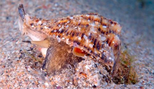 Нужно ли чистить замороженные рапаны. Рапана —, что это такое