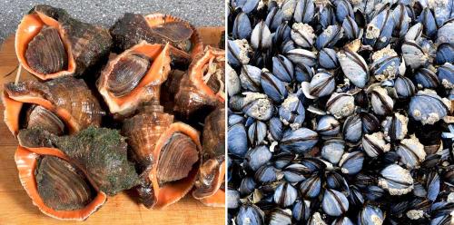 Нужно ли чистить замороженные рапаны. Рапана —, что это такое