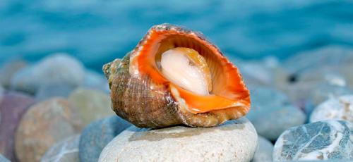 Нужно ли чистить замороженные рапаны. Рапана —, что это такое