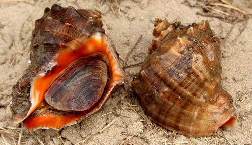 Нужно ли чистить замороженные рапаны. Рапана —, что это такое