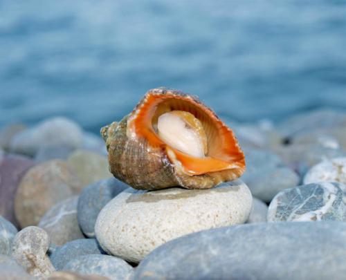 Сколько варить замороженные рапаны. Готовим рапаны правильно, чтобы они были мягкими и нежными