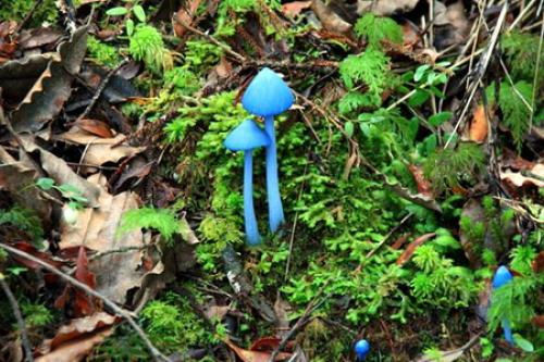 Малоизвестный небесно голубой гриб. Небесно-голубой гриб