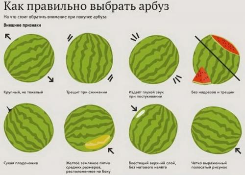 Какие особенности есть у квашенного арбуза, отличающие его от свежего. Простые и быстрые рецепты квашеных арбузов