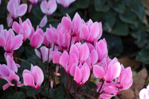 Садовые цветы по знаку зодиака. Растения Овна