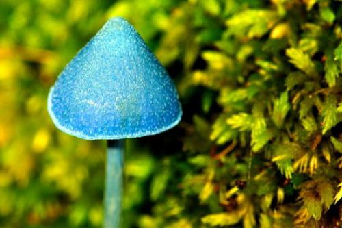 Небесно-голубой гриб где растет. Небесно-голубой гриб