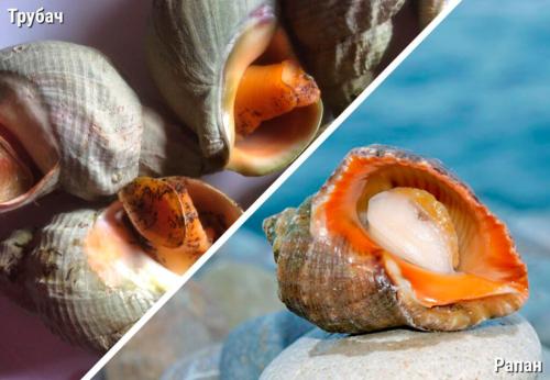 Как чистить замороженные рапаны. Рапана —, что это такое