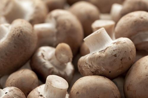 Самые популярные грибы в мире. 10 самых популярных грибов в России