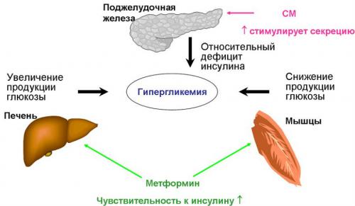 Список побочных эффектов Метформина Список побочных эффектов Метформина