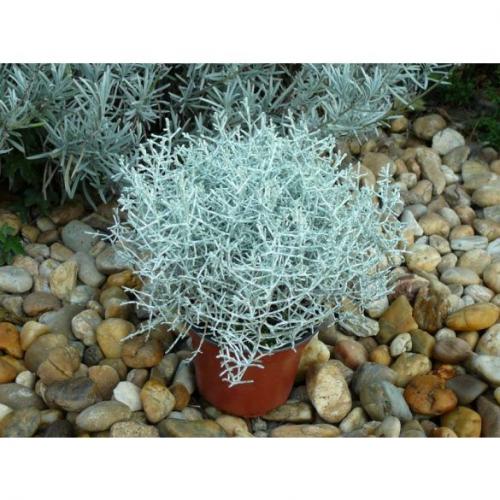 Какие характеристики имеет белое ветвистое чудо-юдо CALOCEPHALUS brownii Какие характеристики имеет белое ветвистое чудо-юдо CALOCEPHALUS brownii