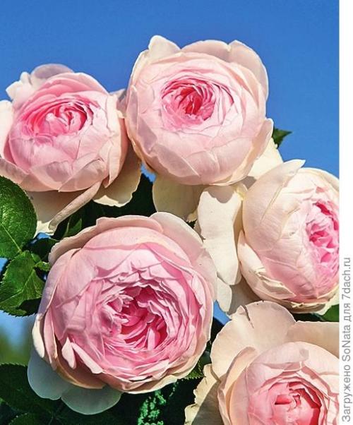 Какие сорта роз наиболее устойчивы к морозам и засухе