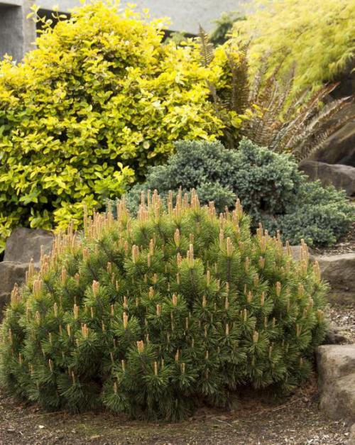 Что такое Pinus Pumila Venus Что такое Pinus Pumila Venus