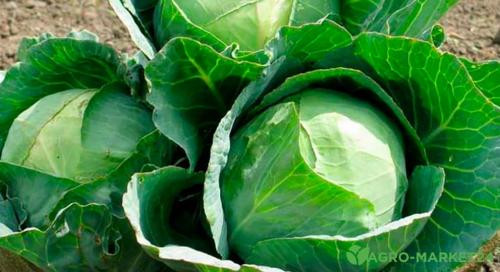 Что нужно делать с овощами и фруктами, которые еще не созрели