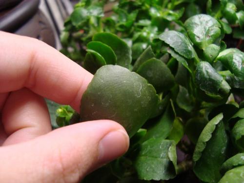 Как использовать каланхоэ в кулинарии 02 Как использовать каланхоэ в кулинарии 02