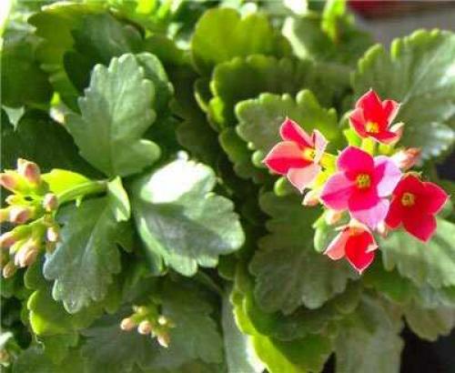 Как использовать каланхоэ в кулинарии 04 Как использовать каланхоэ в кулинарии 04